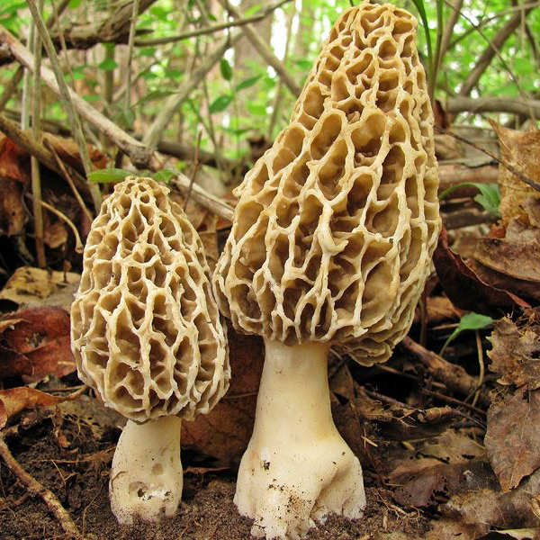 morel mushrooms.