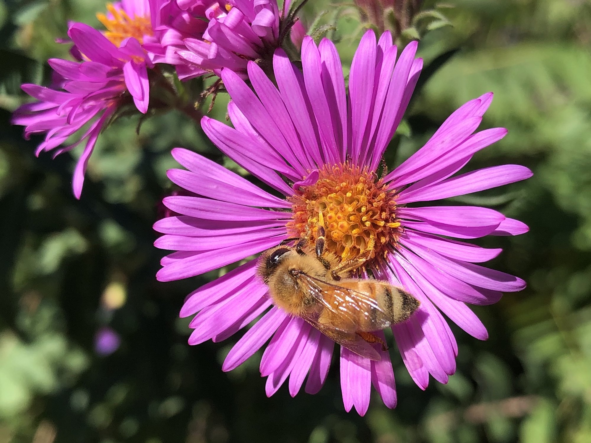 New England Aster.