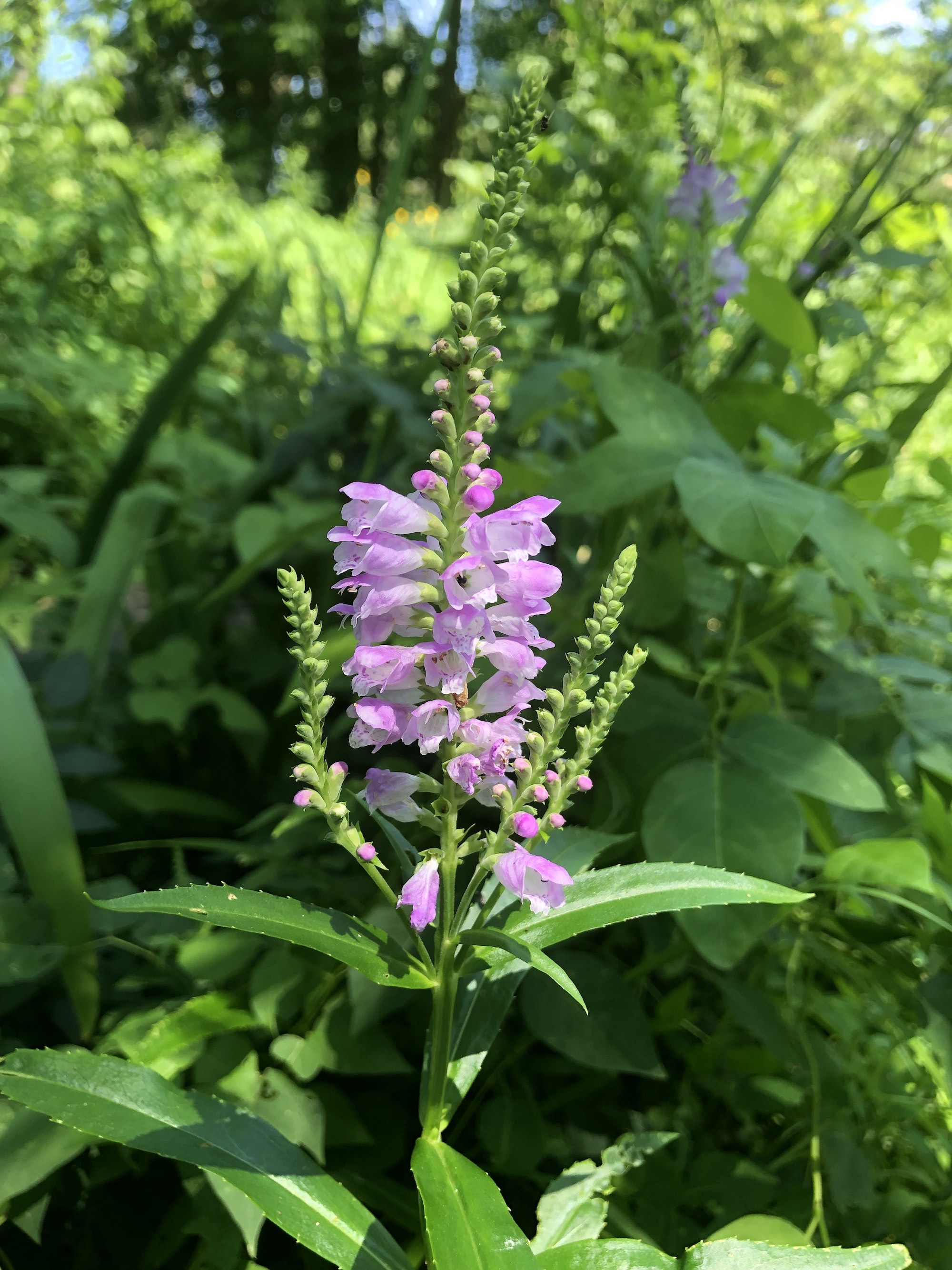Obedient Plant along Ho-Nee-Um boardwalk by Dancing Sands Spring on August 2, 2019.