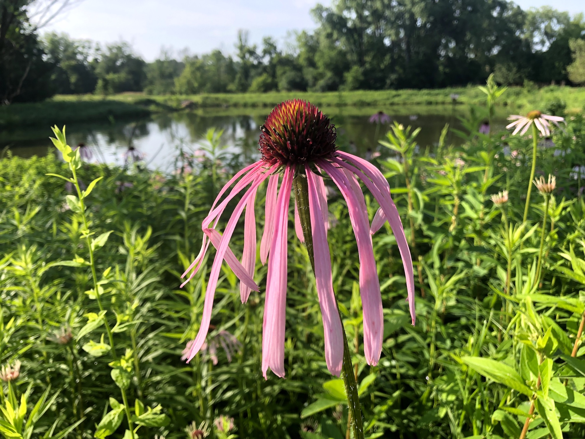 Pale Purple Coneflower.