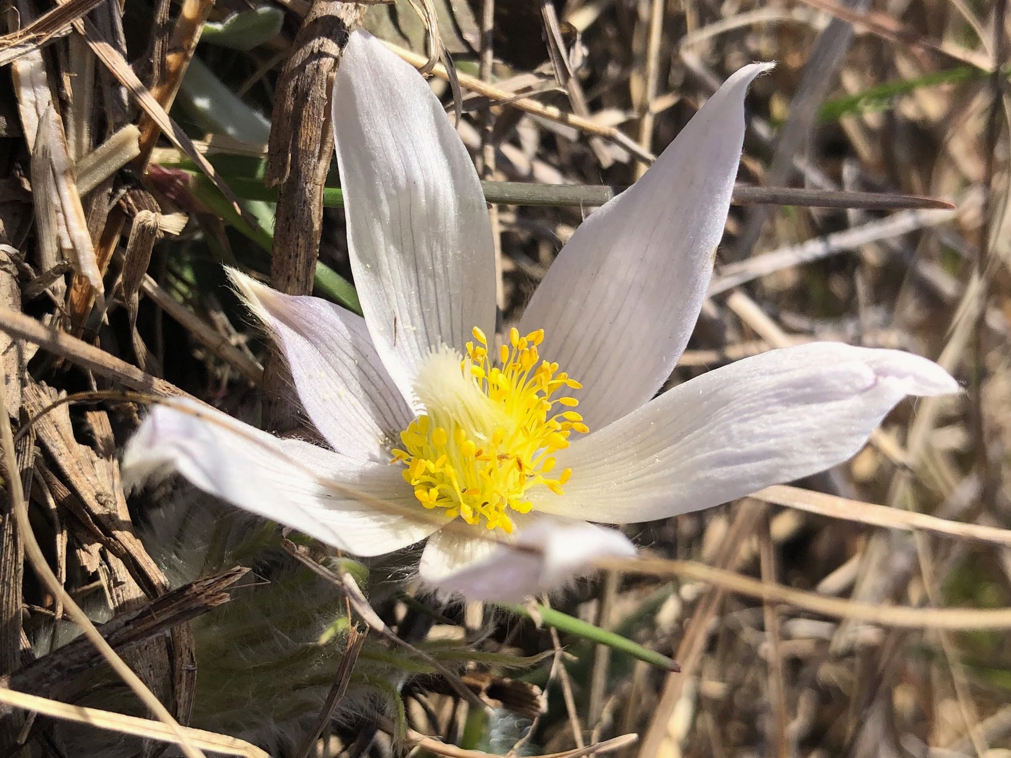 Pasque flower.