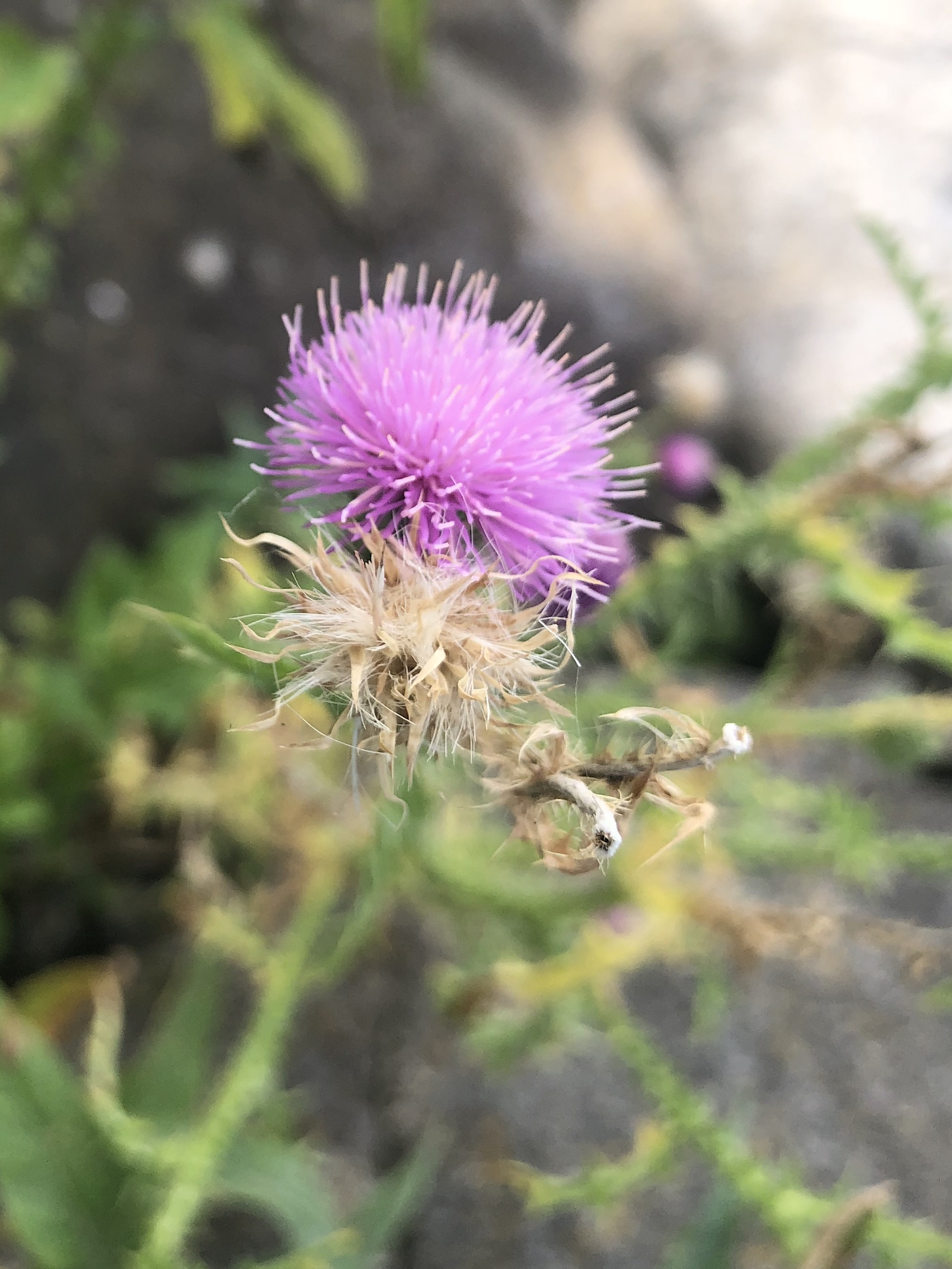 Plumeless Thistle on shore of Lake Wingra in Vilas Park in Madison, Wisconsin on August 24, 2022.