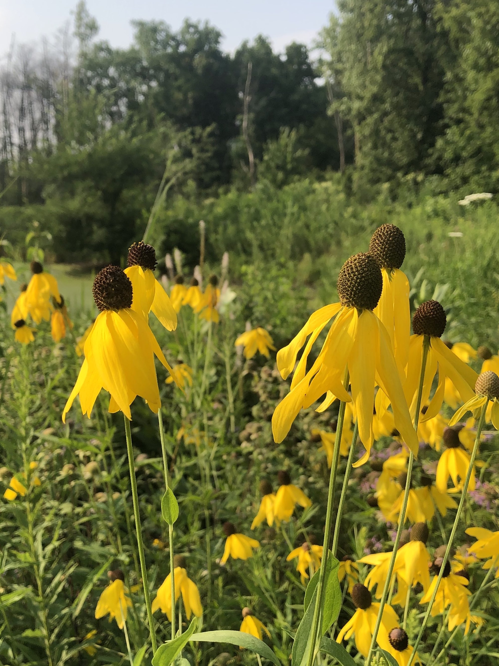 Gray-headed coneflower on shore of Marion Dunn Pond in Madison, Wisconsin on August 1, 2021.