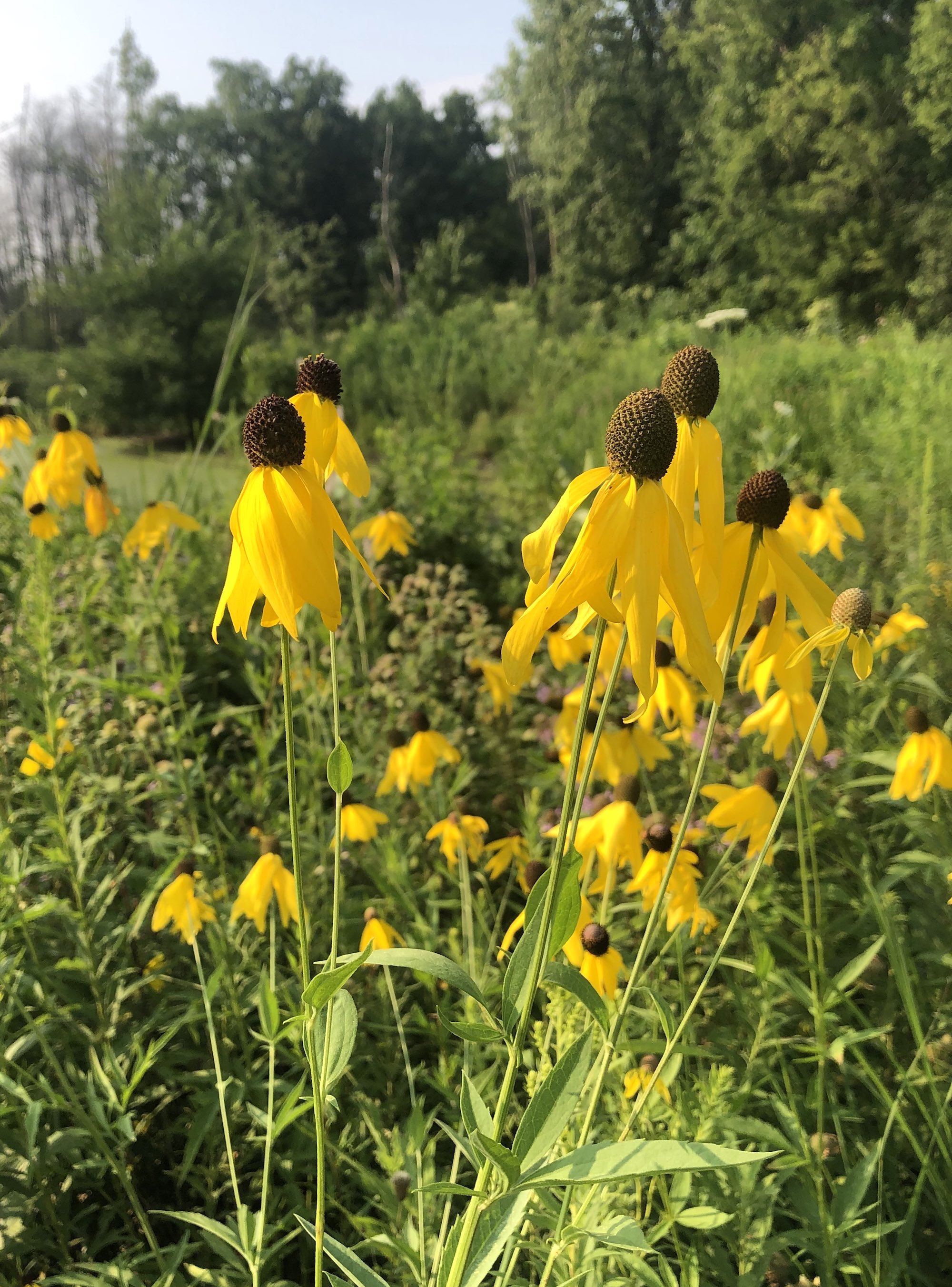 Gray-headed coneflower on shore of Marion Dunn Pond in Madison, Wisconsin on August 1, 2021.