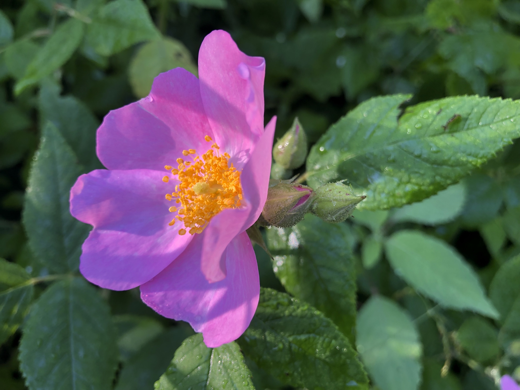 Prairie Rose.