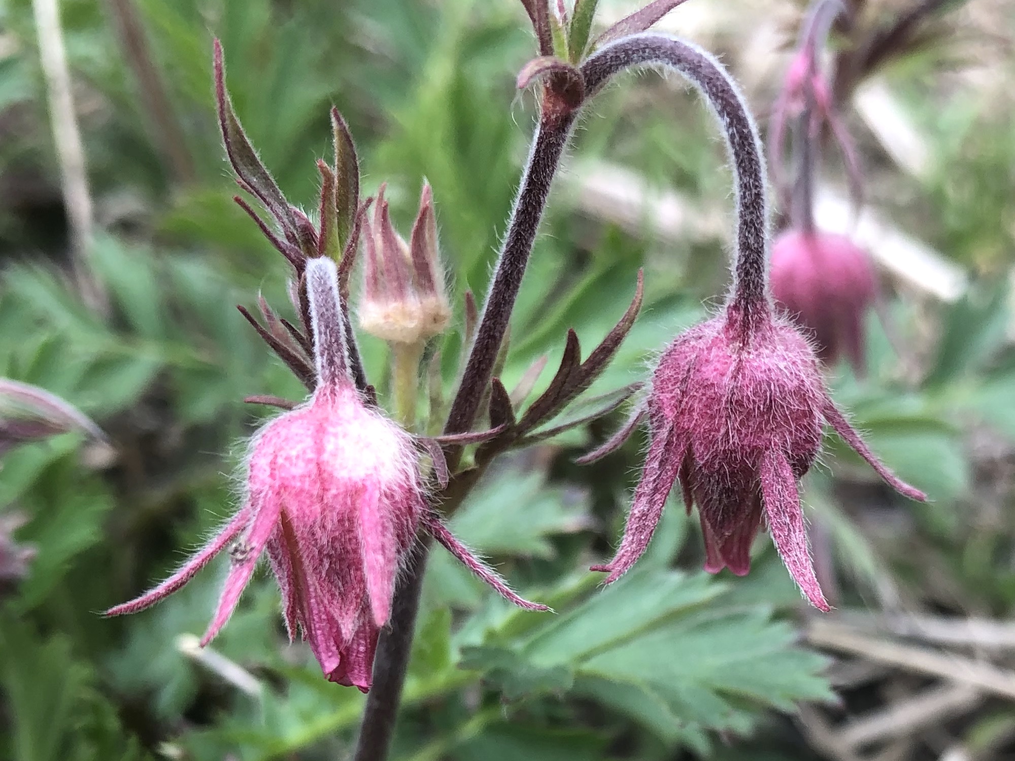 Prairie Smoke next to the University of Wisconsin Arbortetum's Visitors Center on April 8, 2021.