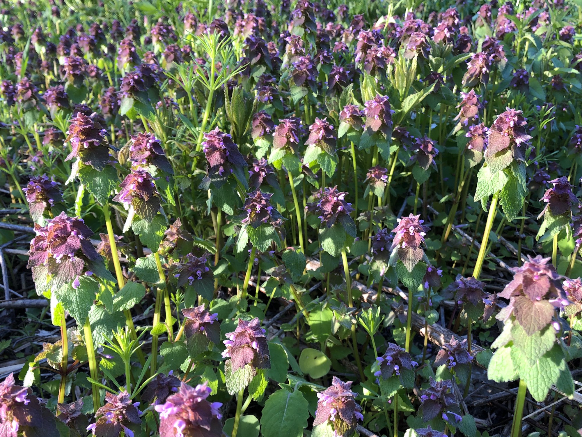 Purple Dead-nettle.