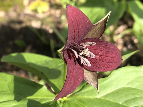 Red Trillium.