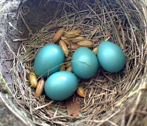 Robin eggs.