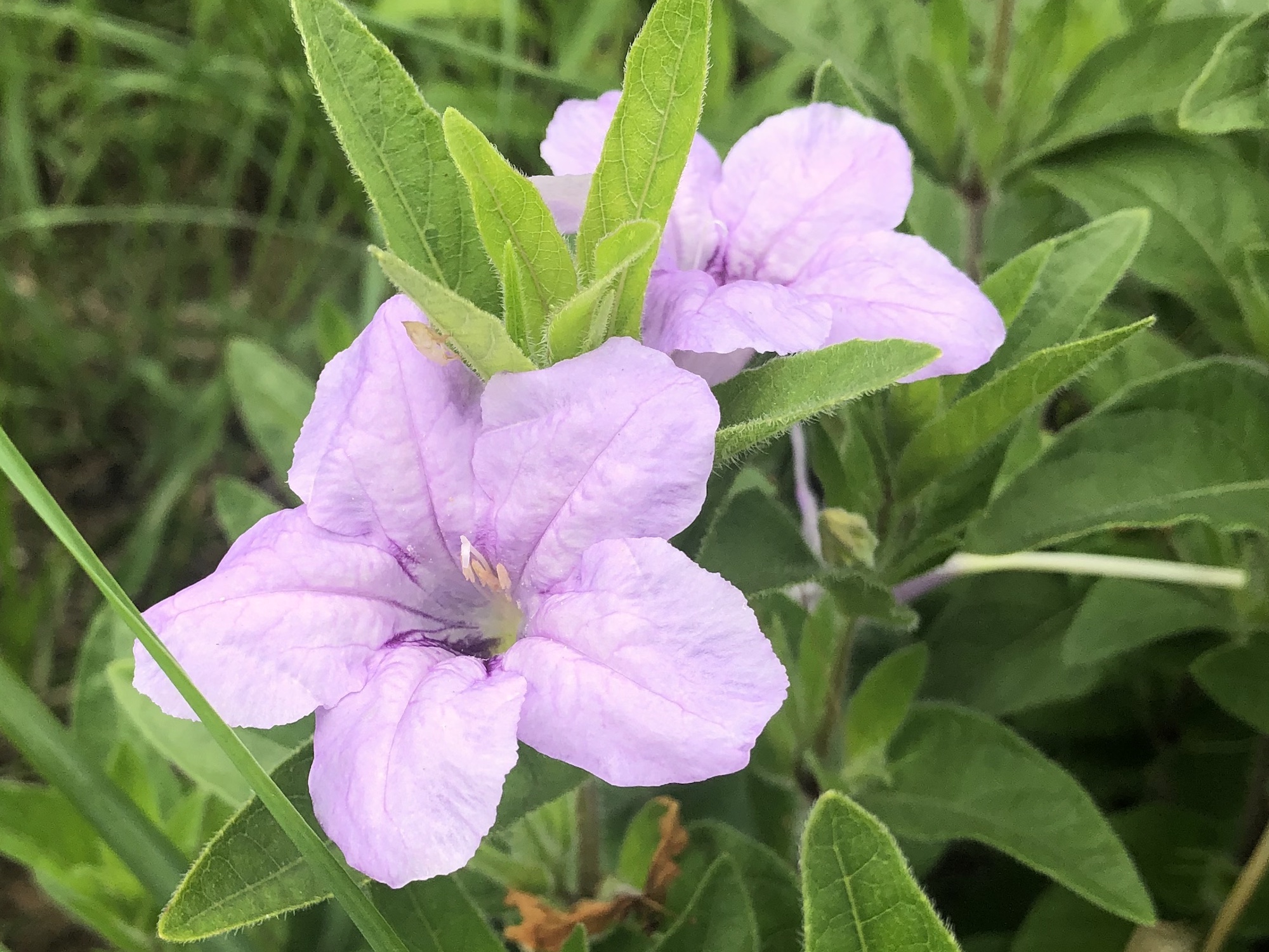 Wild Petunia.