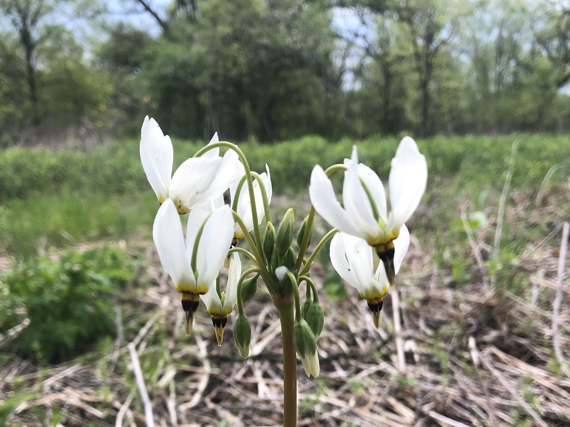 Shooting Star in oak savanna on May 23, 2020.