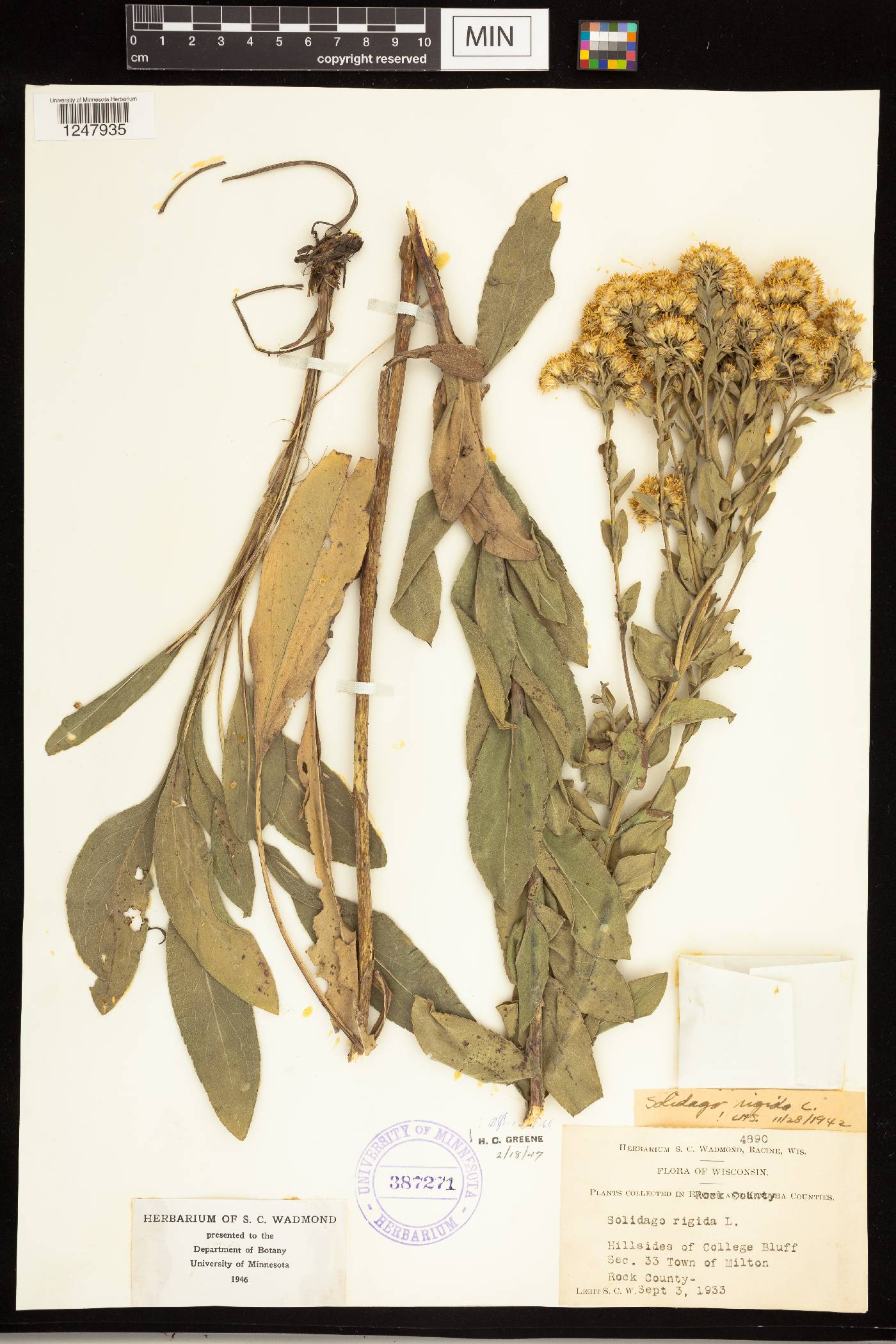 Wild Senna specimen collected near Brodhead, Wisconsin dated August 10, 1932.