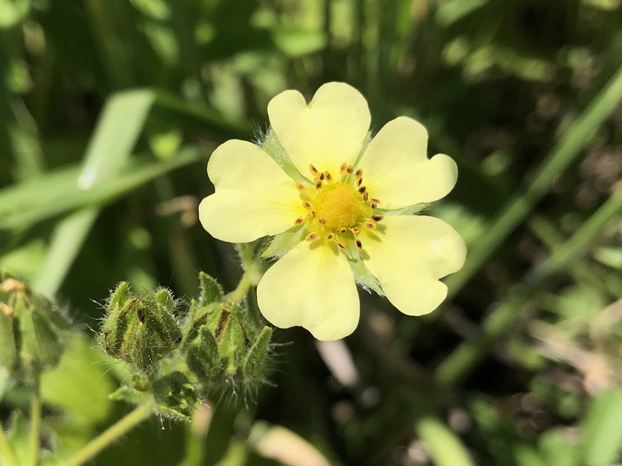 Sulfur Cinquefoil.