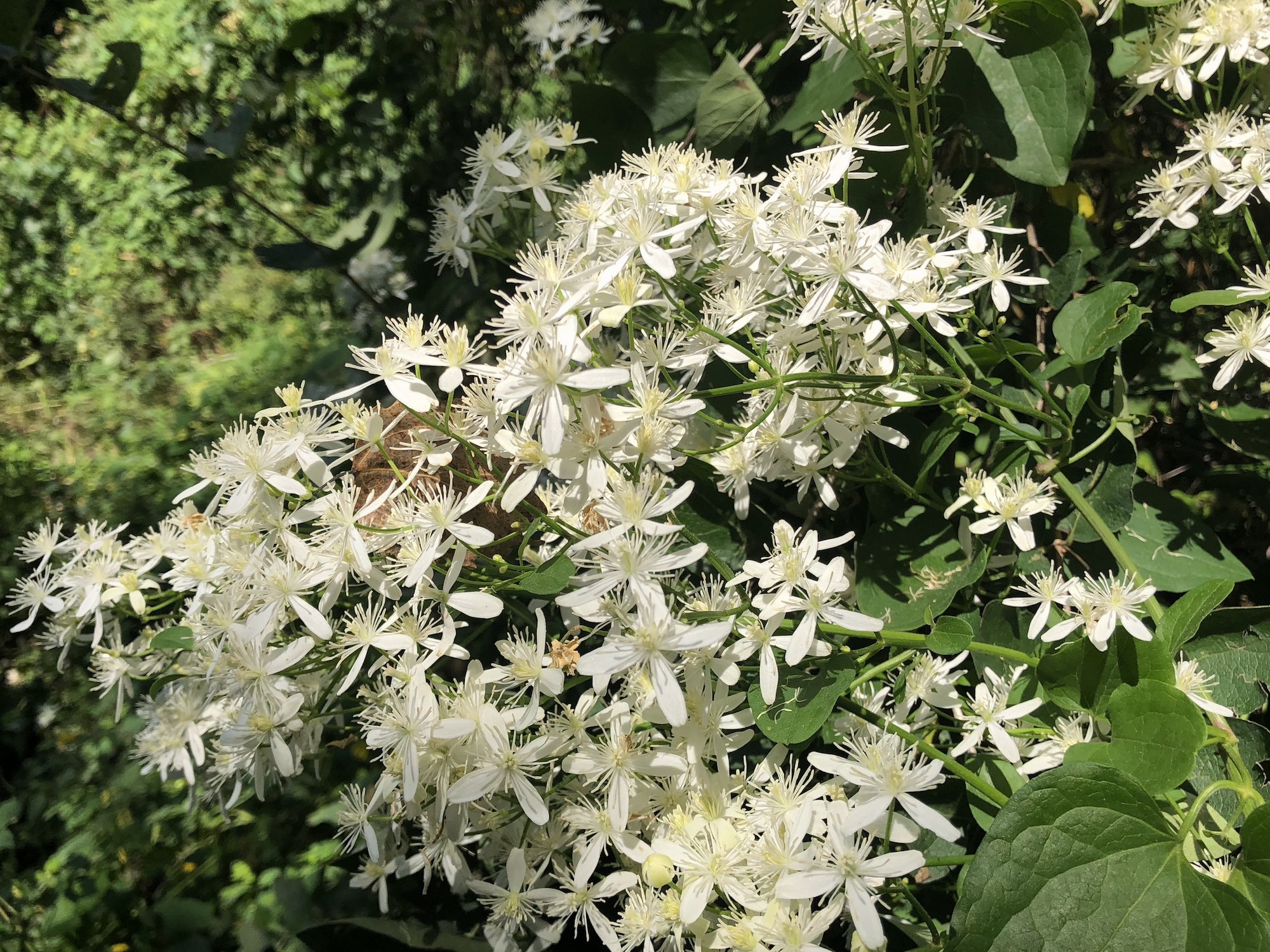 Sweet Autumn Clematis along bike path behind Gregory Street in Madison, Wisconsin on September 12, 2018.