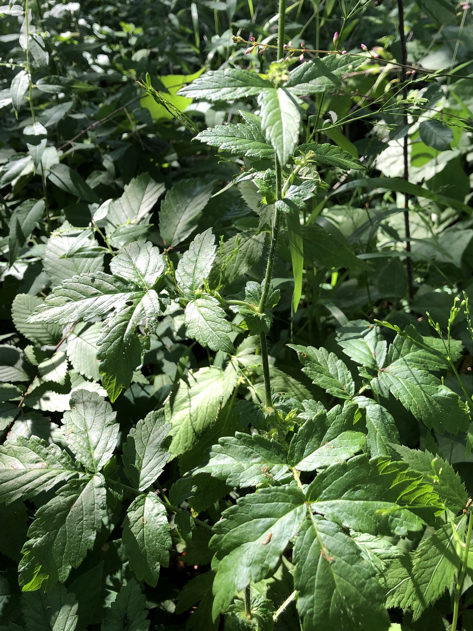 Tall Hairy Agrimony at edge of Nakoma Park natural area in Madison, Wisconsin on July 9, 2022.