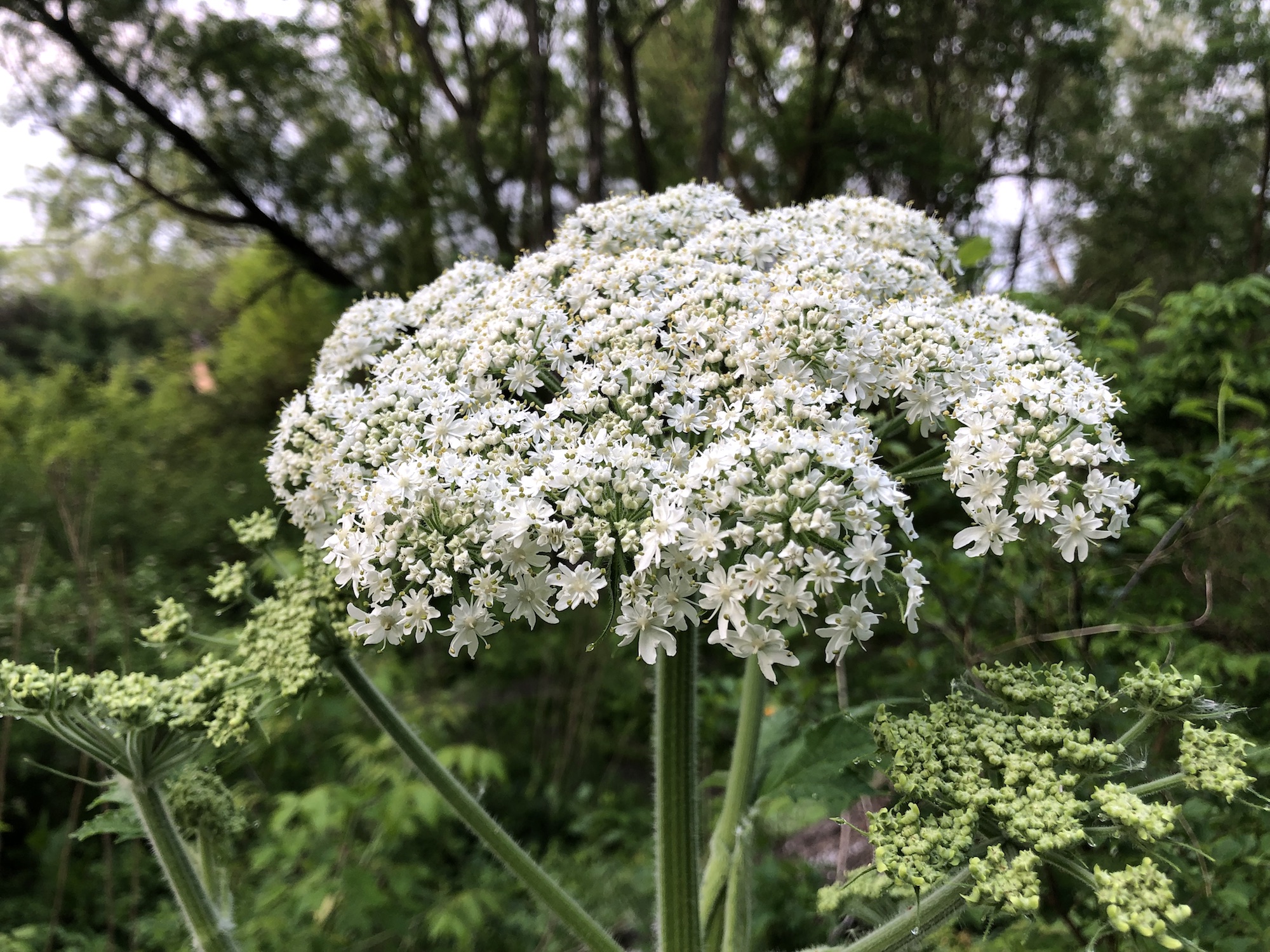 Cow Parsnip.