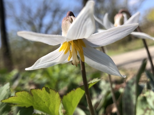 Trout Lilies.