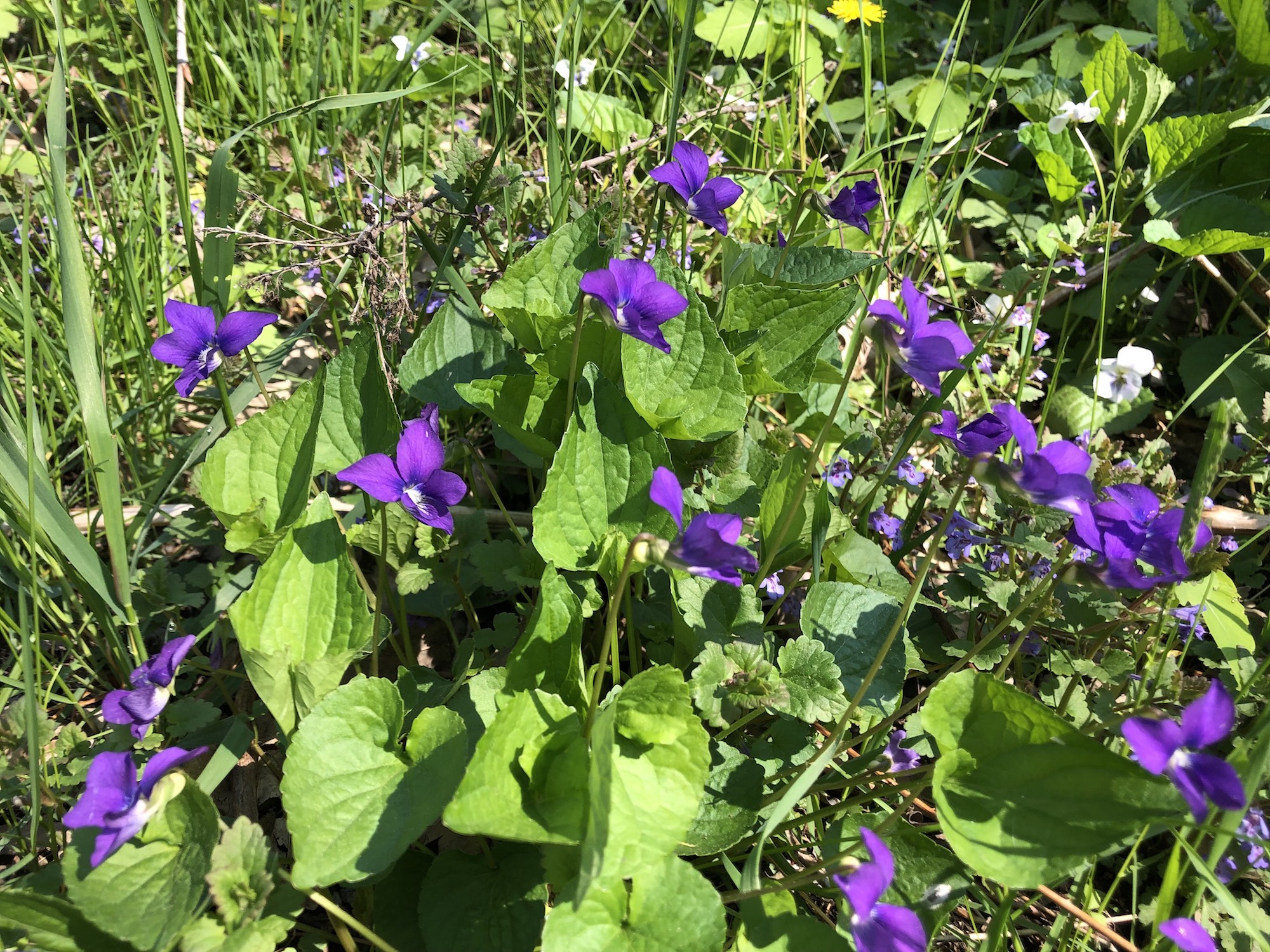 Wood Violets near the Duck Pond on May 14, 2019.