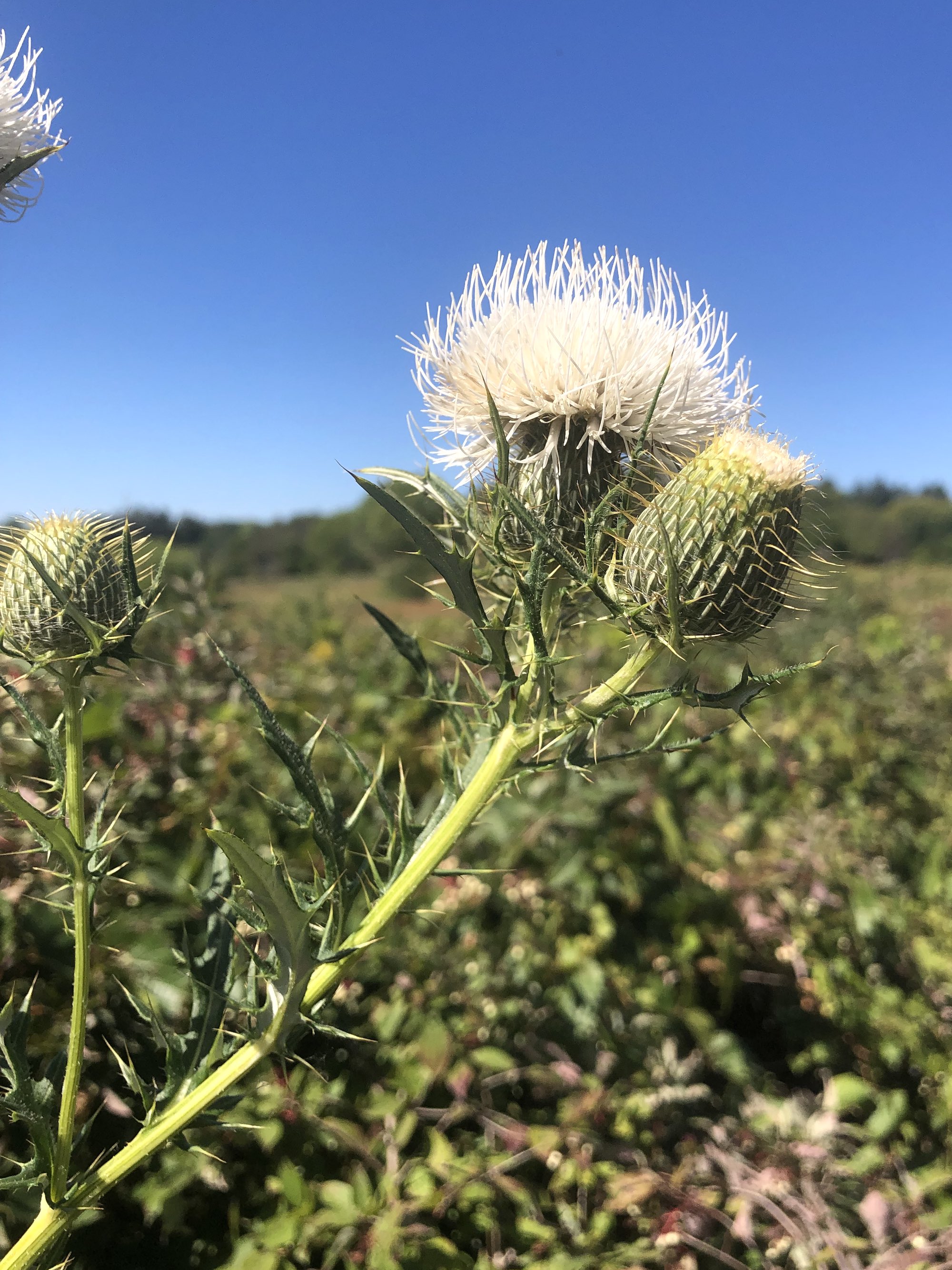 Rare white Field Thistle in the Prairie Moraine Dog Park in Verona, Wisconsin on August 31, 2023.