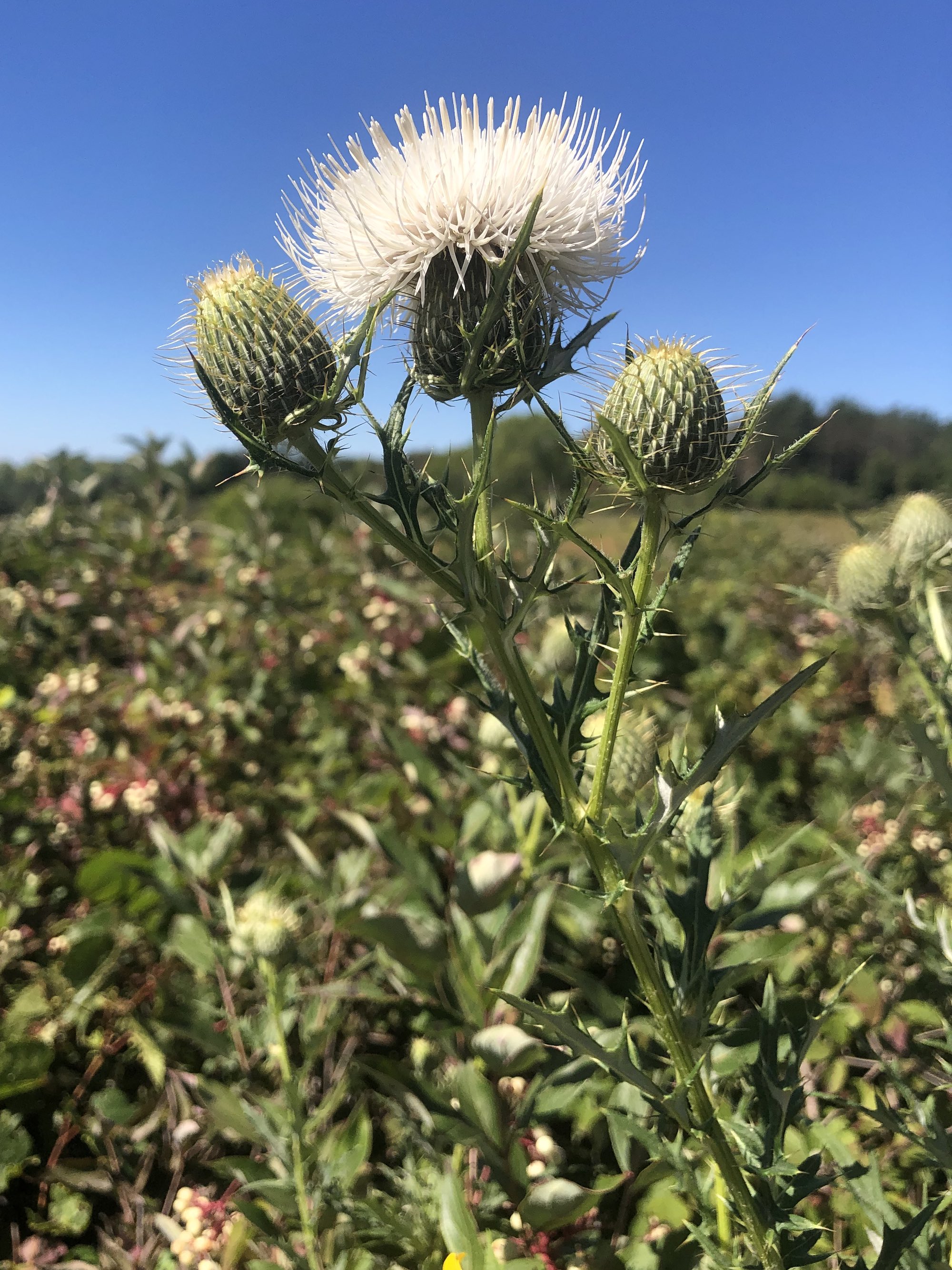 Rare white Field Thistle in the Prairie Moraine Dog Park in Verona, Wisconsin on August 31, 2023.