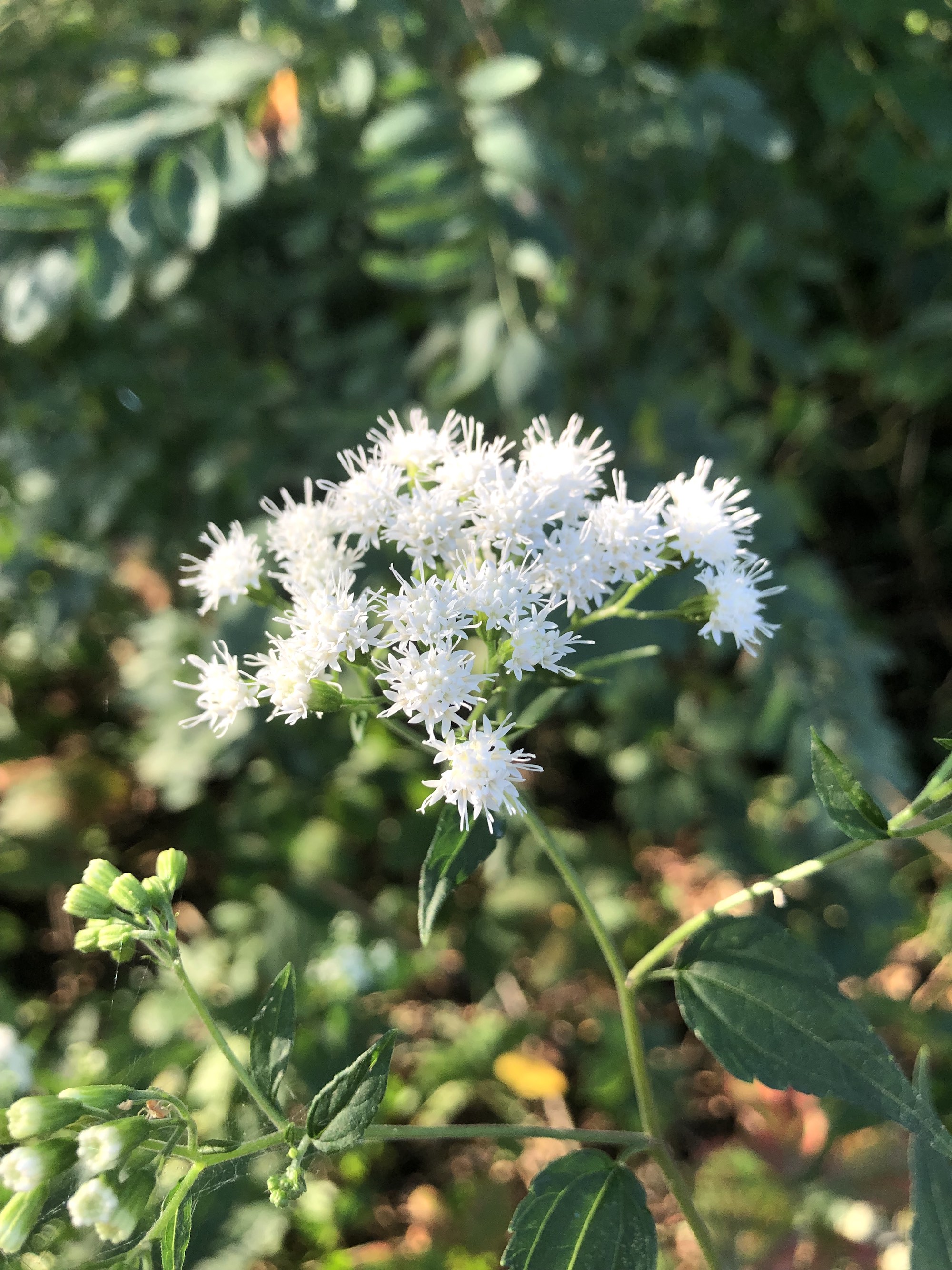 White Snakeroot in Oak Savanna in Madison, Wisconsin on September 8, 2022.