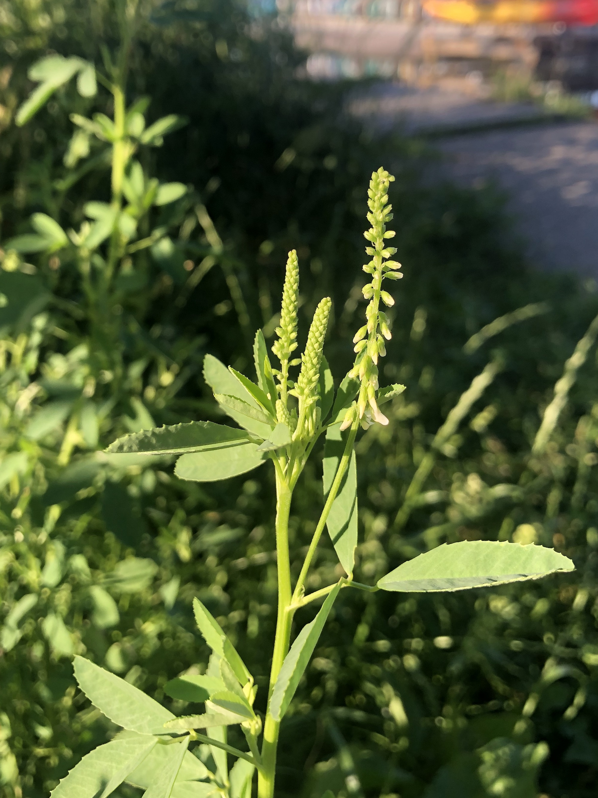 White Sweet Clover near shore of Lake Wingra in Wingra Park in Madison, Wisconsin on June 27, 2022.
