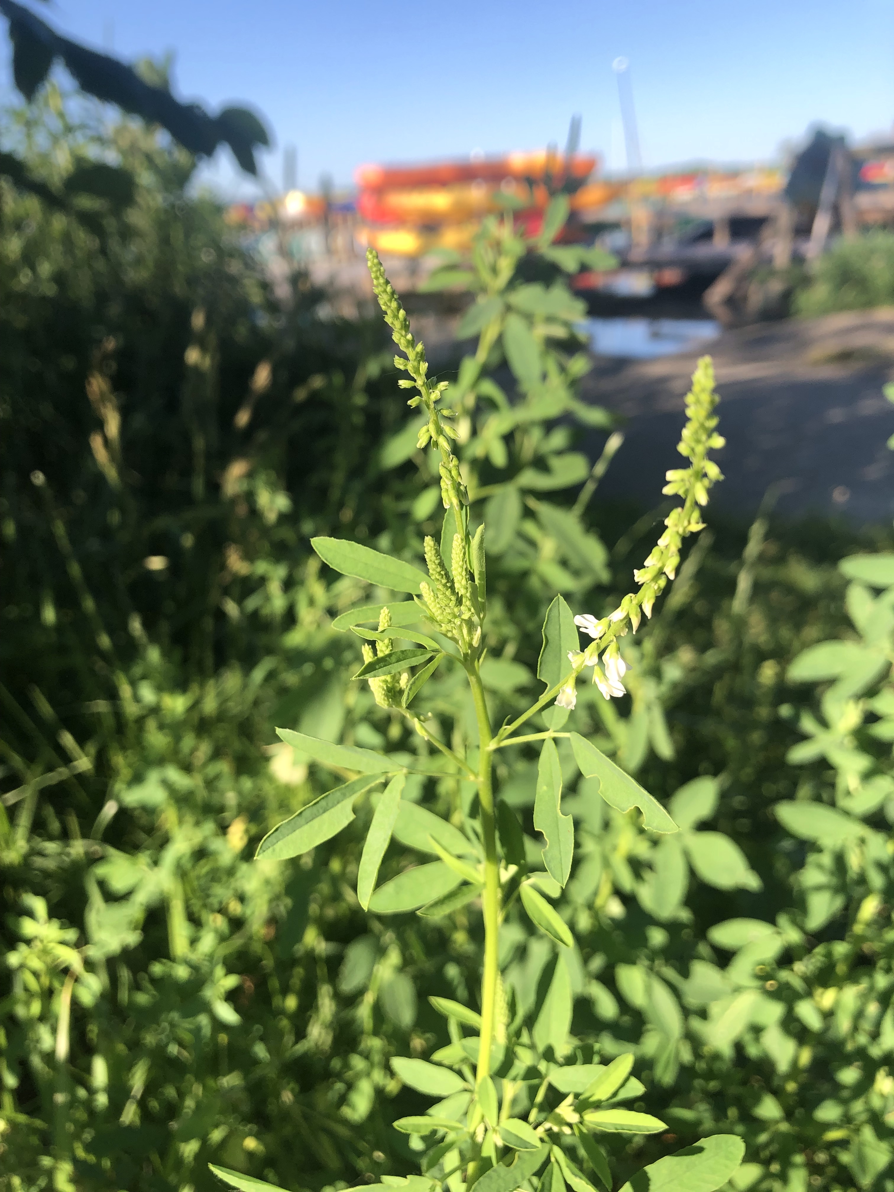 White Sweet Clover near shore of Lake Wingra in Wingra Park in Madison, Wisconsin on June 27, 2022.