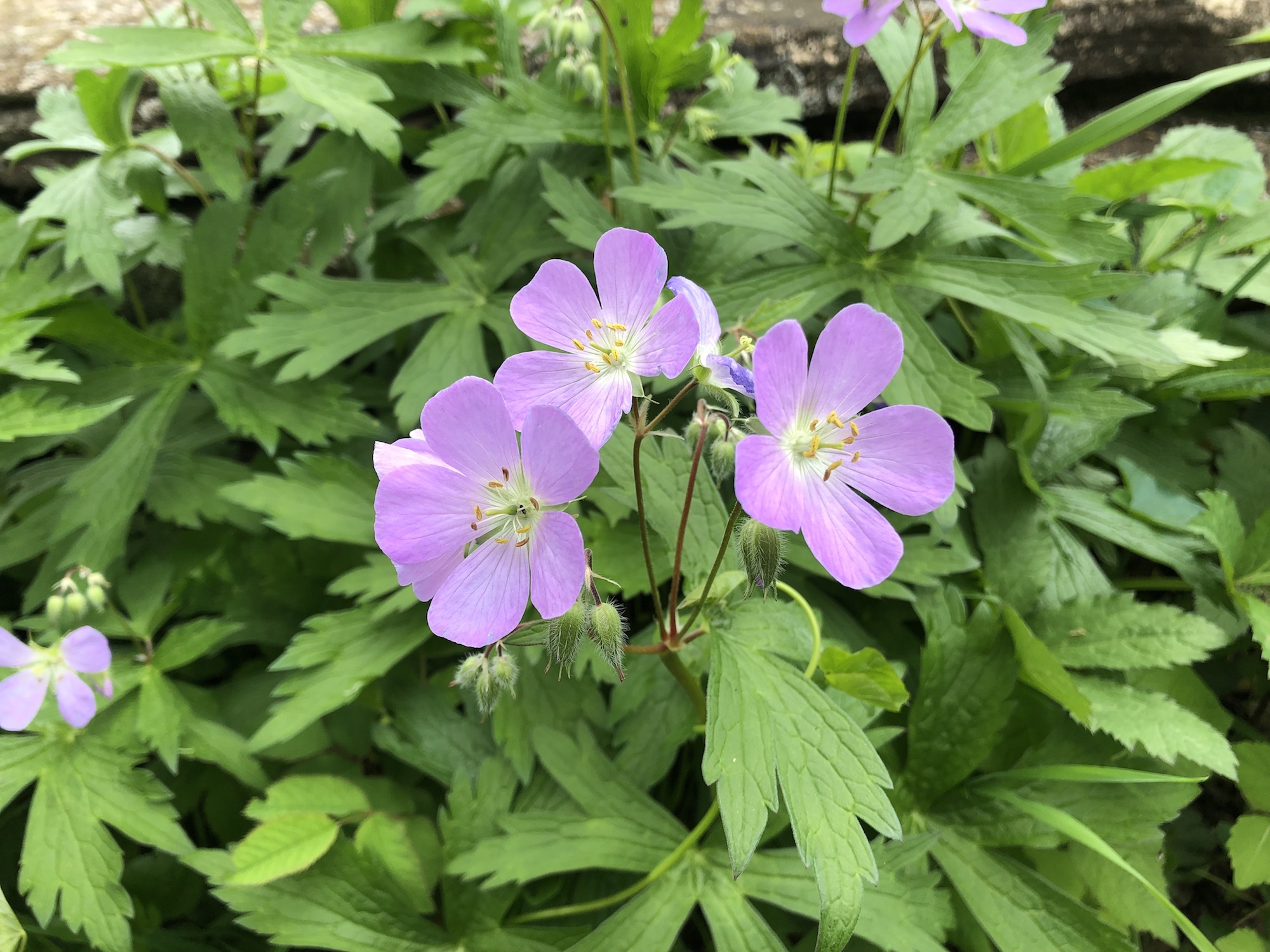 Wild Geranium.