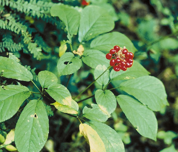 Wild ginseng: Panax quinquefolius.