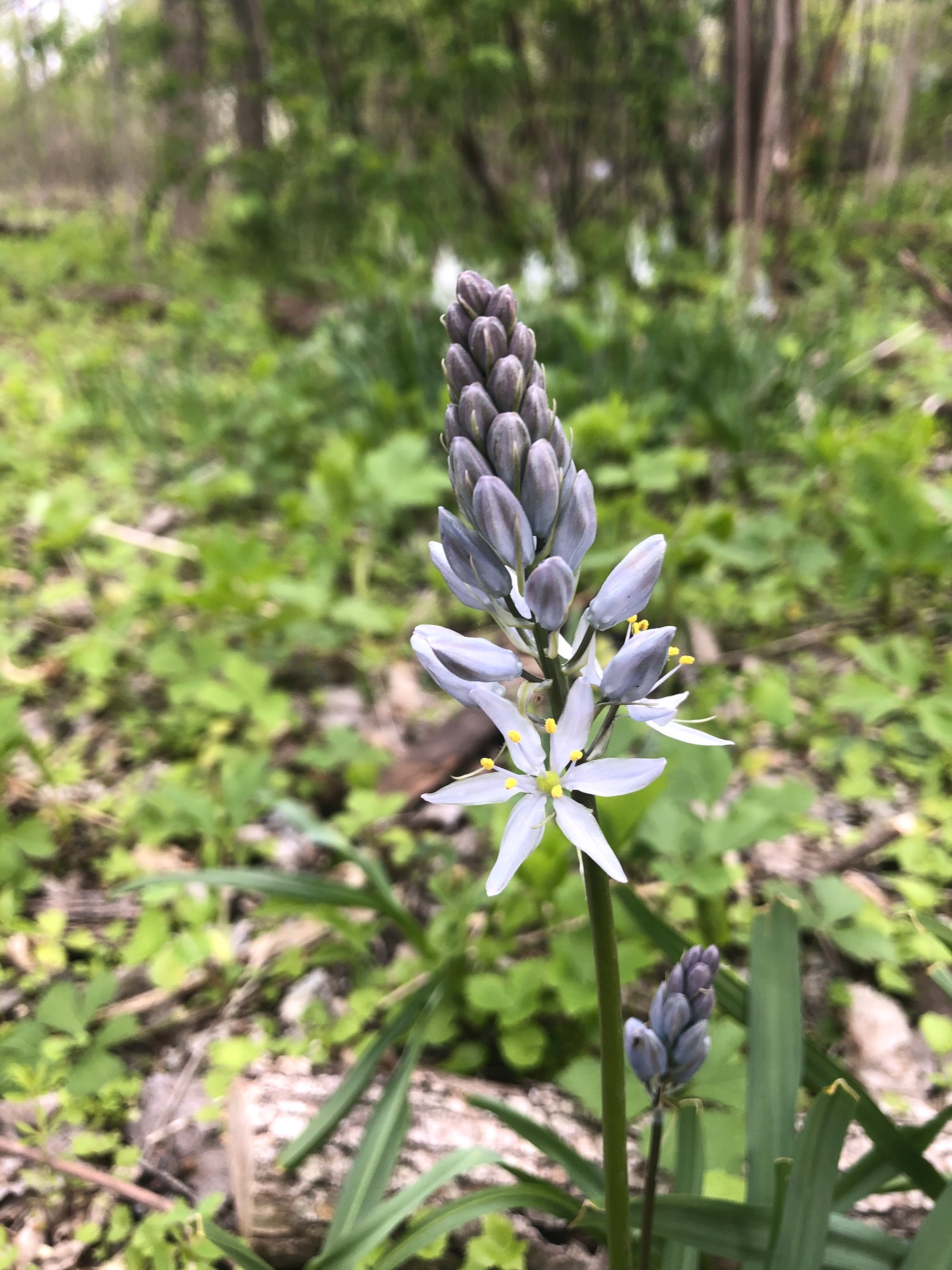 Wild Hyacinth in woods between Marion Dunn and Oak Savanna on May 8, 2021.