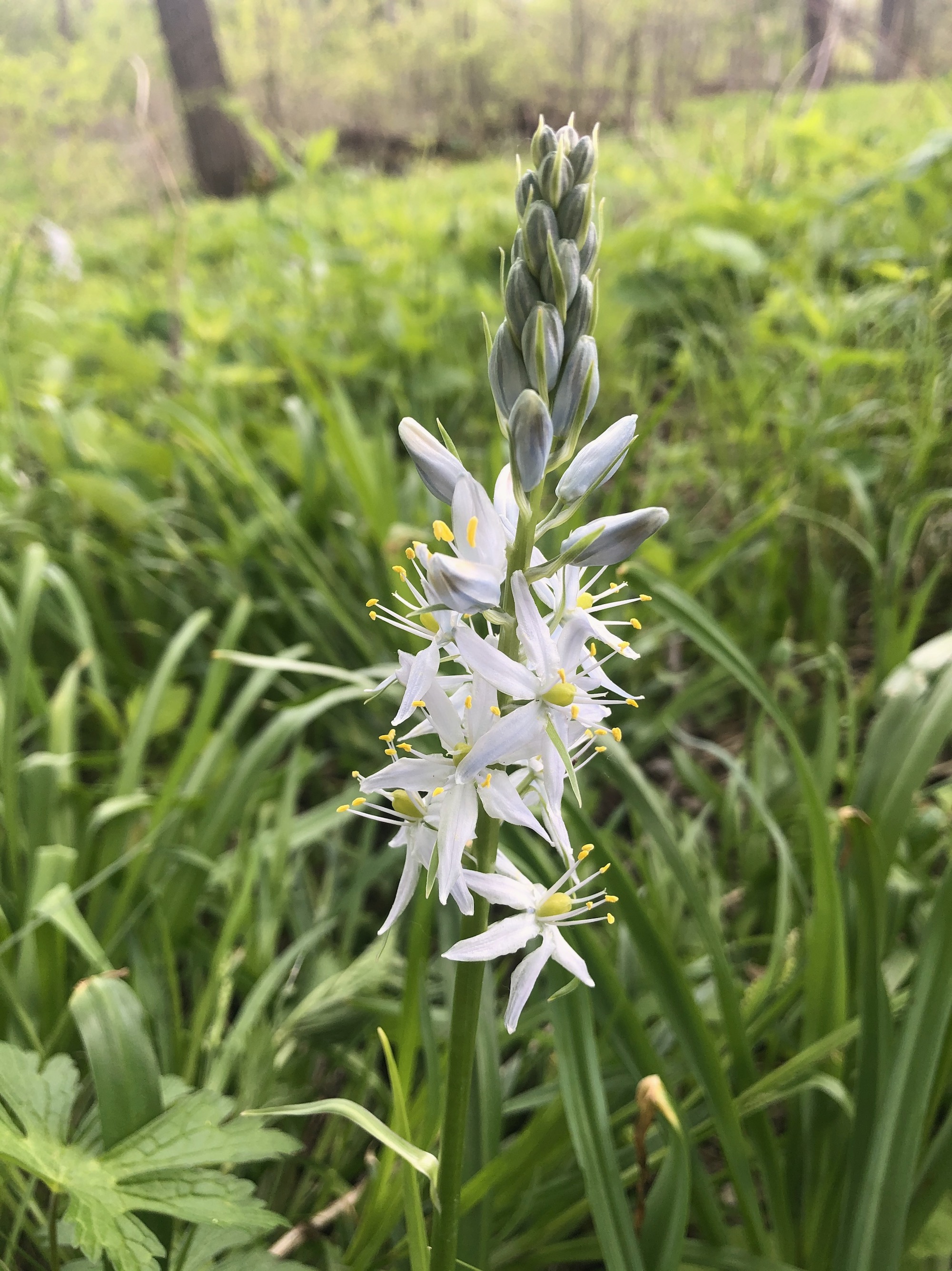 Wild Hyacinth by Council Ring in Oak Savanna on May 10, 2021.