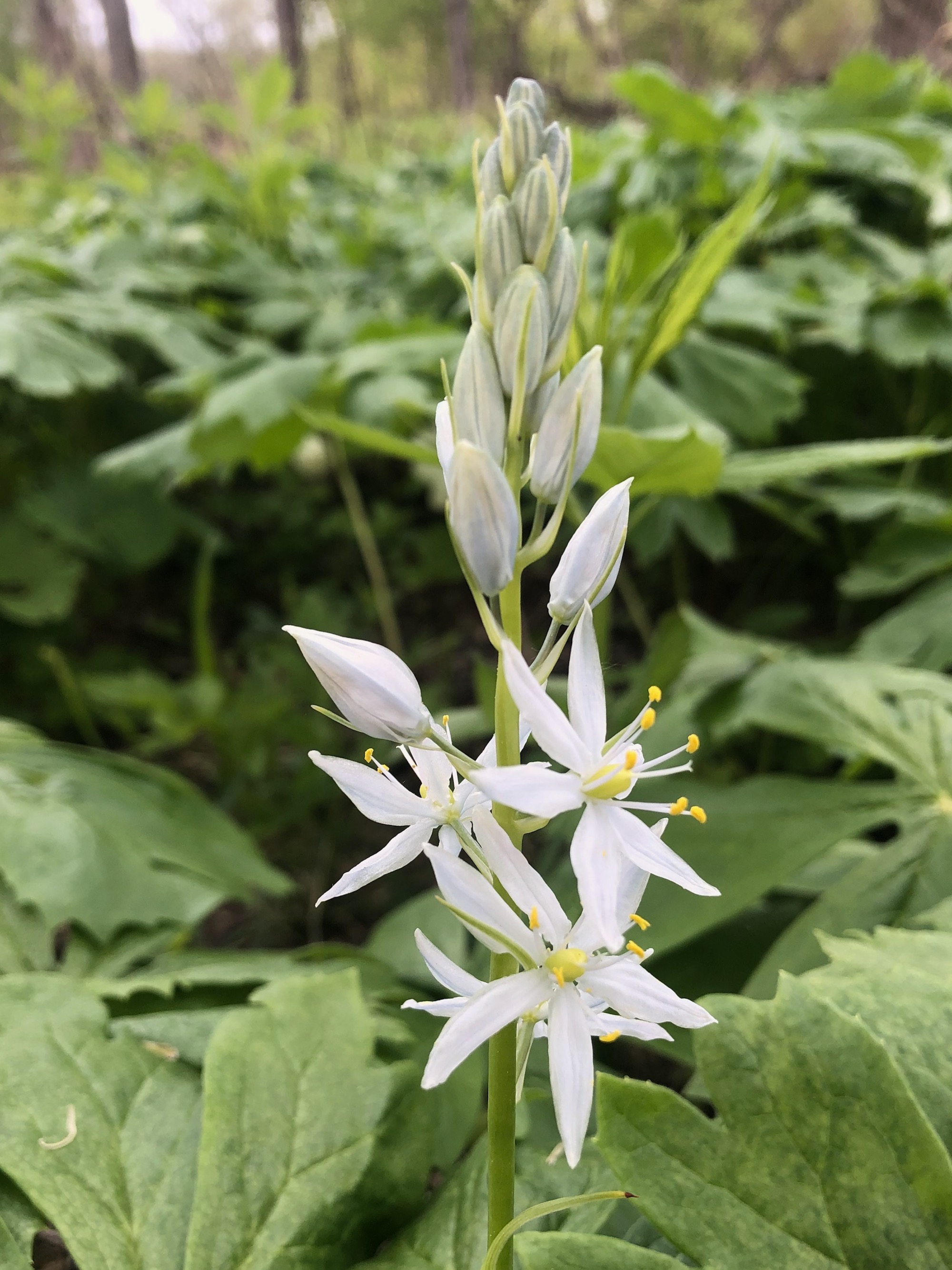 Wild Hyacinth by Council Ring in Oak Savanna on May 10, 2021.