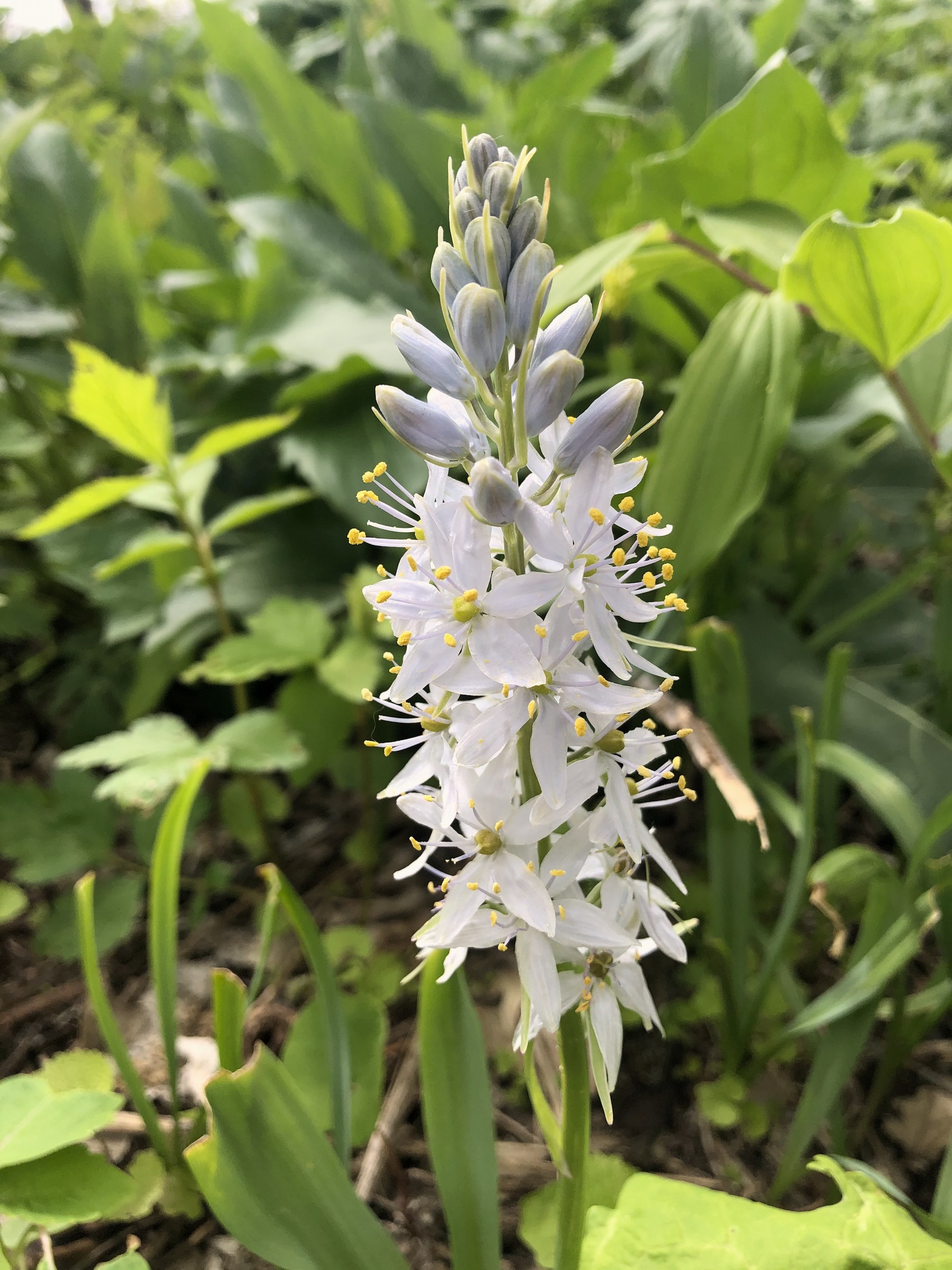 Wild Hyacinth by Council Ring in Oak Savanna on May 10, 2021.