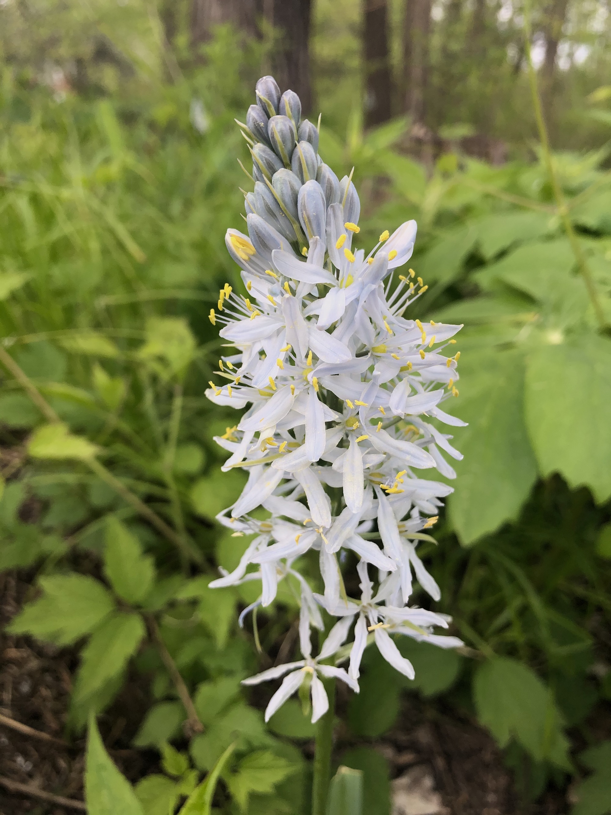 Wild Hyacinth by Council Ring in Oak Savanna on May 10, 2021.