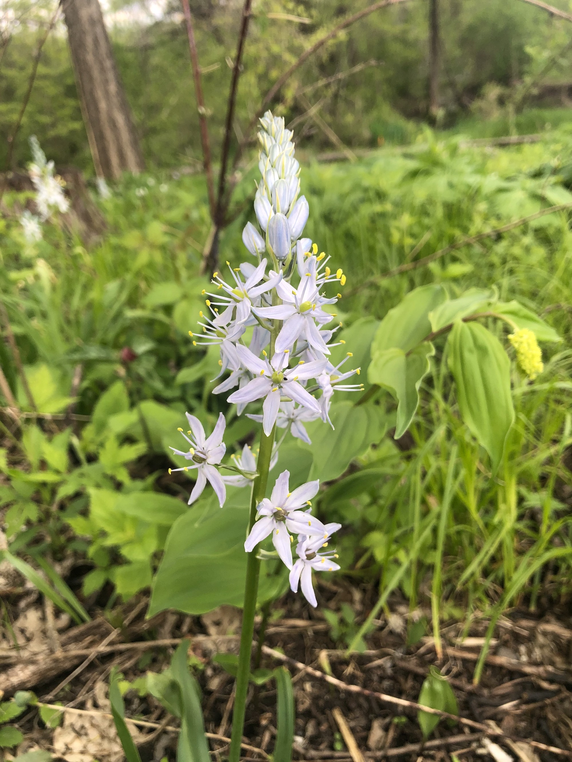 Wild Hyacinth by Council Ring in Oak Savanna on May 10, 2021.
