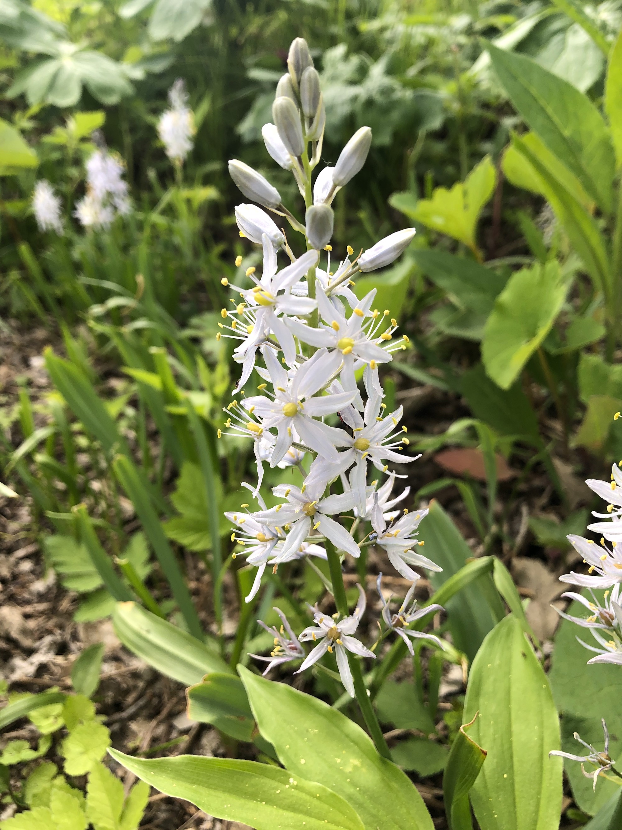 Wild Hyacinth by Council Ring in Oak Savanna on May 10, 2021.