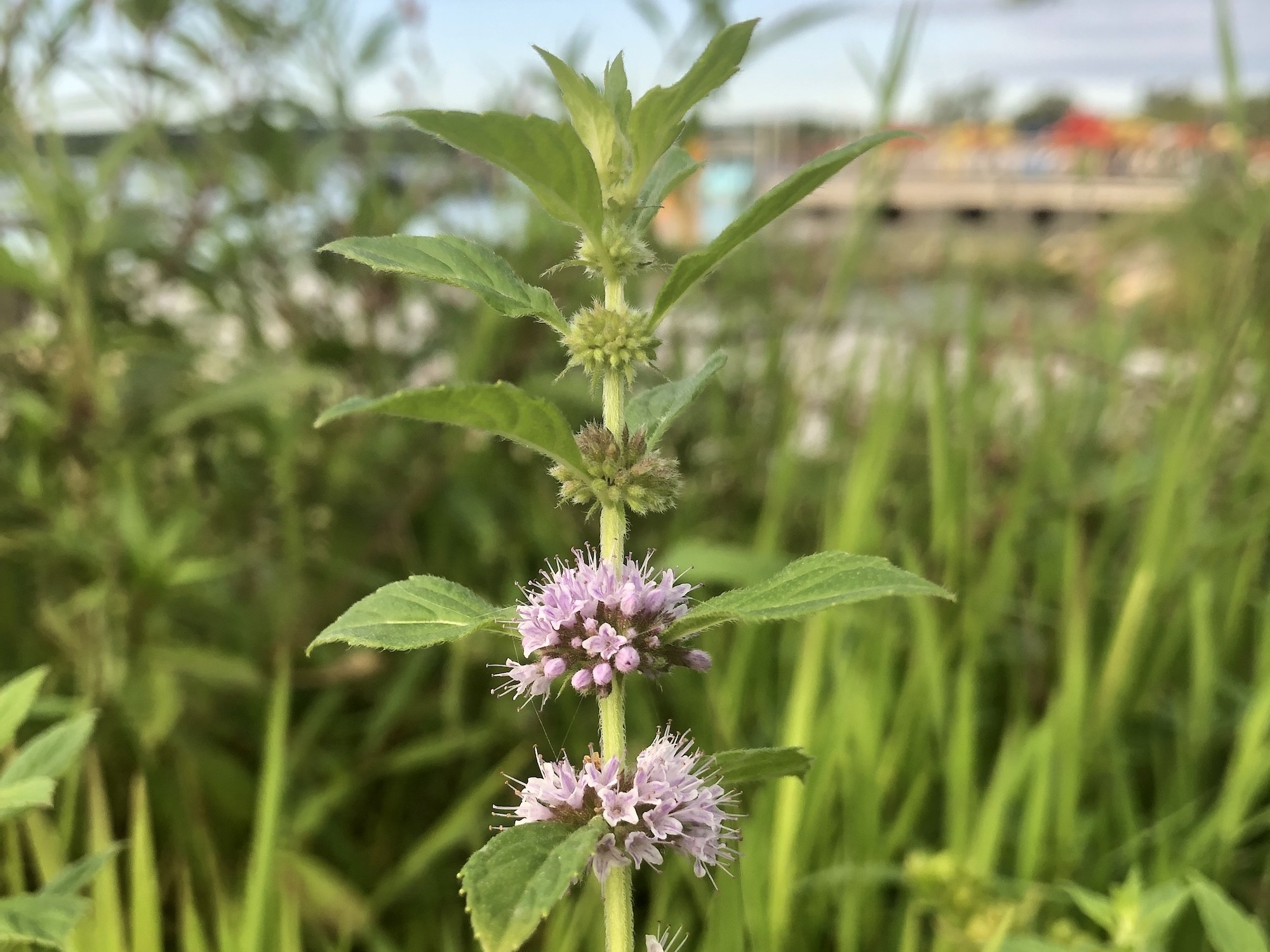 Field Mint.