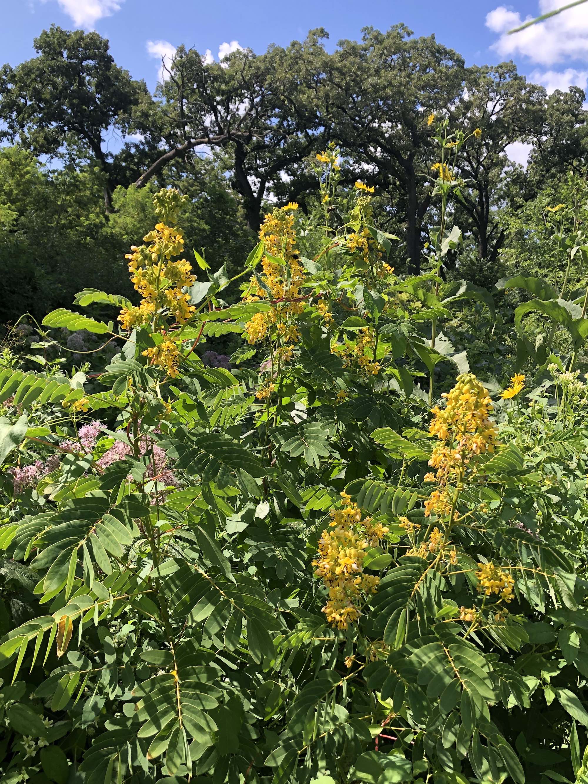 Wild Senna  along Ho-Nee-Um boardwalk in Madison, Wisconsin on August 4, 2020
