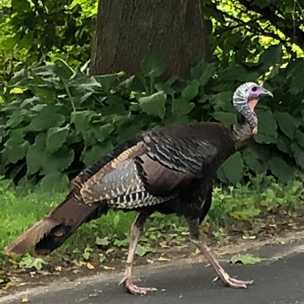 Boscobel, Wisconsin is the Turkey Capital of Wisconsin.