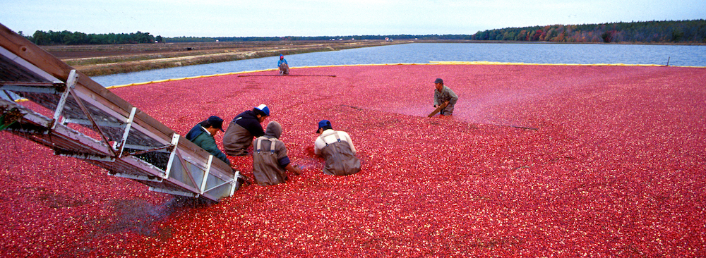 Wiscosnin cranberry bog.