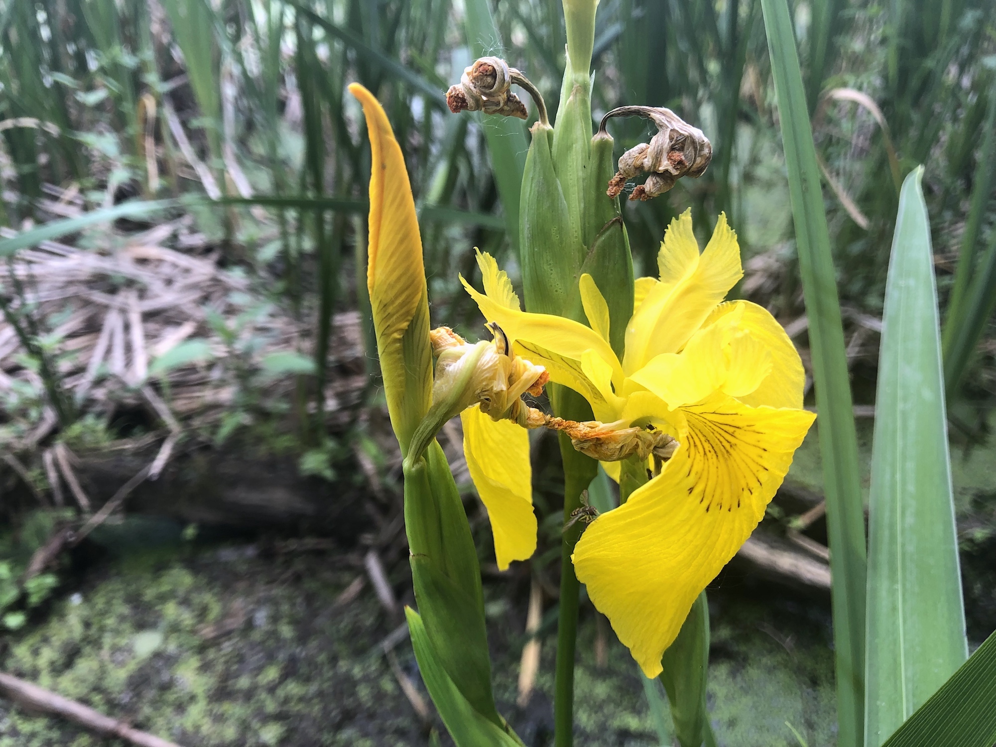 Yellow Flag Iris.